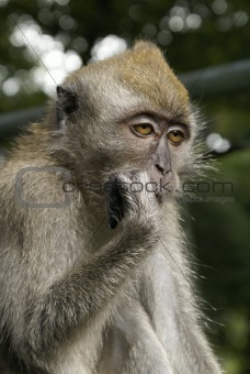 Sleepy long tailed macaque portrait