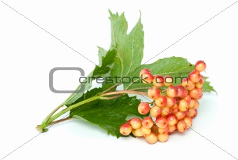 Viburnum branch with berries