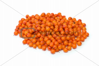 Pile of sea buckthorn berries