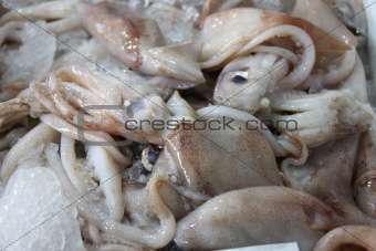 Fresh octopus on ice