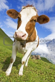 Domestic cow
