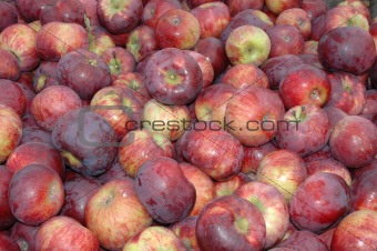 MacIntosh Apples