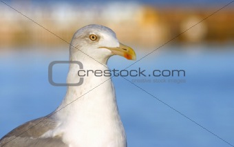 majestic seagull 