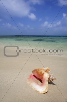 Conch on Tropical Beach