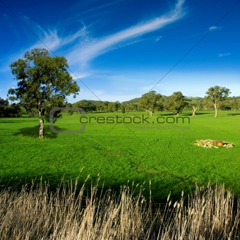 Rural Meadow