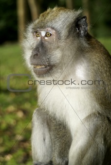 Adult male macaque monkey