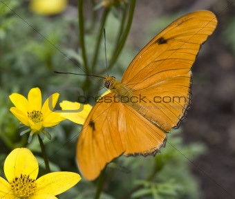 Bright Orange Julia Butterfly On Yellow Flower