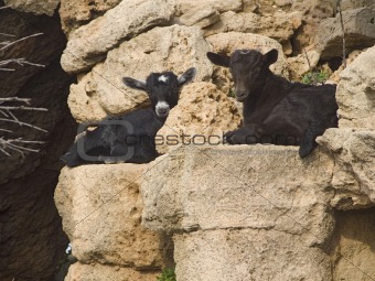 Baby goat rasting