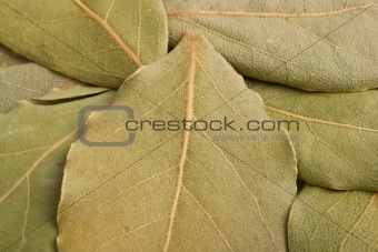 Pile of bay leaves 