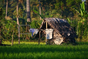 A Traditional Lodge on a Paddy Field