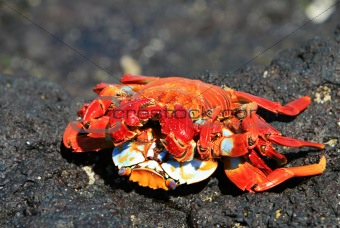 Two crabs mating