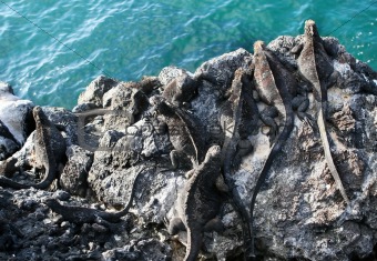 Cliffside Marine Iguanas
