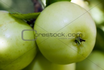 Large Crab Apples