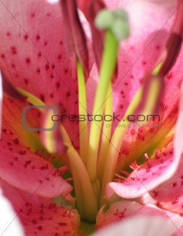 pink flower reproductive parts