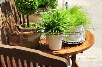 Potted green plants