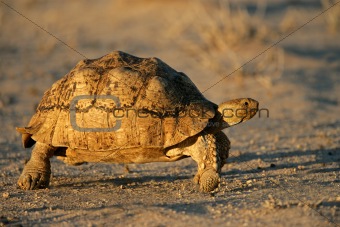 Mountain tortoise