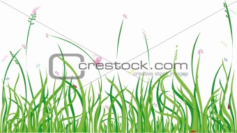 summer grass