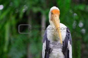 Yellow Stork Bird