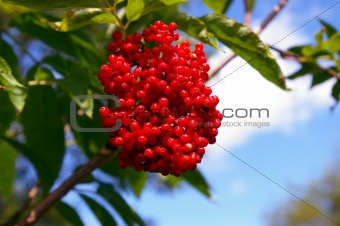 The Red elderberry.
