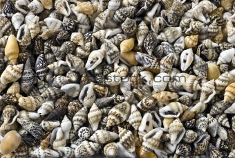 seashells