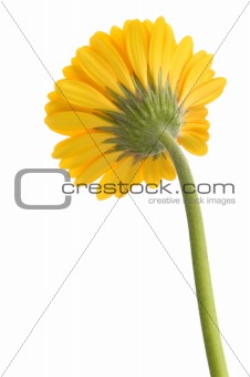 yellow flower