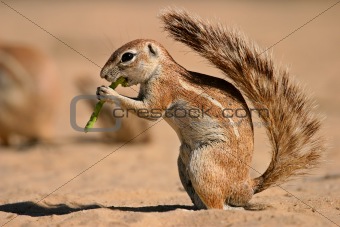 Ground squirrel 