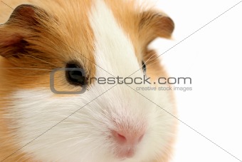guinea pig closeup over white