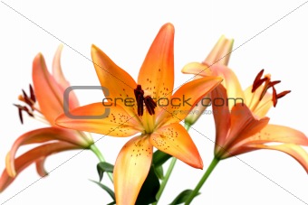 lily over white