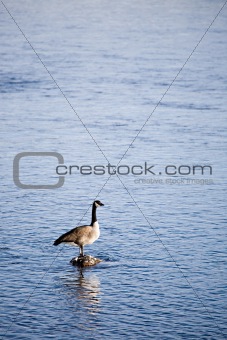 canada goose in river
