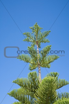araucaria tree and blue sky