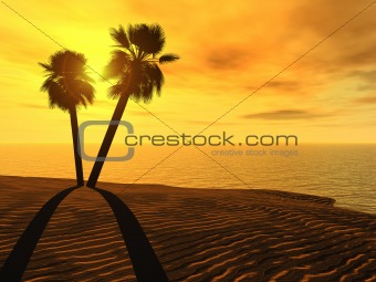 Palm trees and sunset