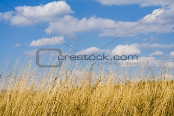 Dry grass and summer skies