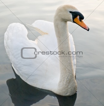 Beautiful Swan Floating Swimming On Pond