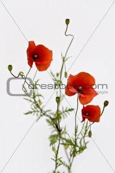  isolated bouquet of red poppies