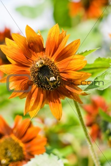 sunflower and two bee