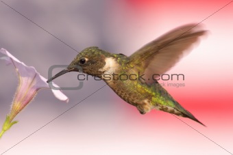 Hummingbird With Flag Background