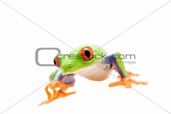 frog walking isolated on white