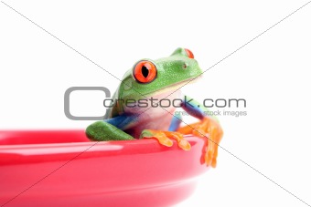 frog in bowl isolated on white