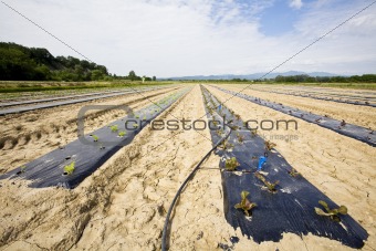 intensive vegtable farming with water irigation