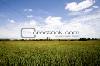 red poppies growing in field early summer France
