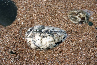 Gray sea pebbles 2