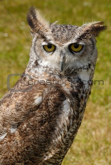 True or typical owl, strigidae