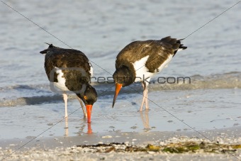 Oystercatcher teaching her chick to feed itself