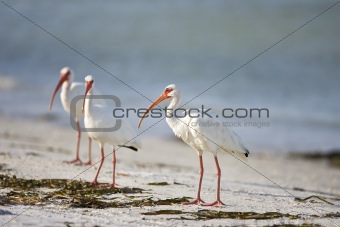 Trio of White Ibis resting on the beach