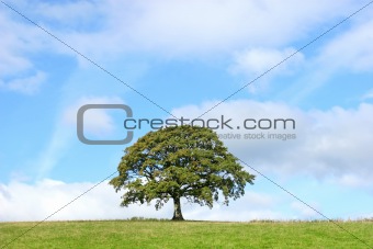 Summer Oak Tree