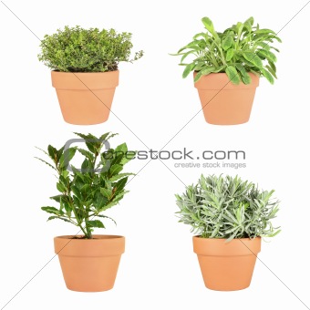 Thyme, Sage, Bay and Lavender Herbs