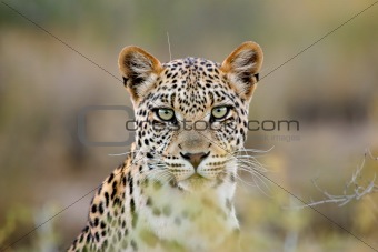 Leopard portrait