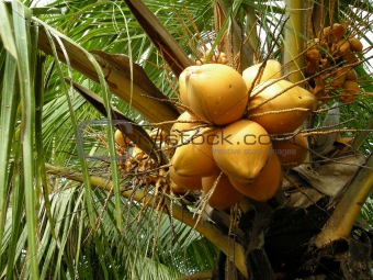 Yellow coconuts!
