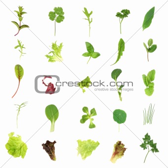 Salad Lettuce and Herb Leaves