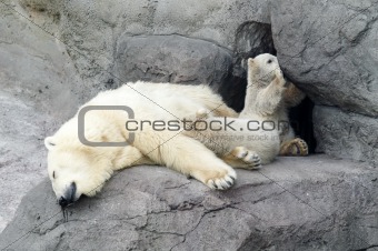 mother white bear with 2 children